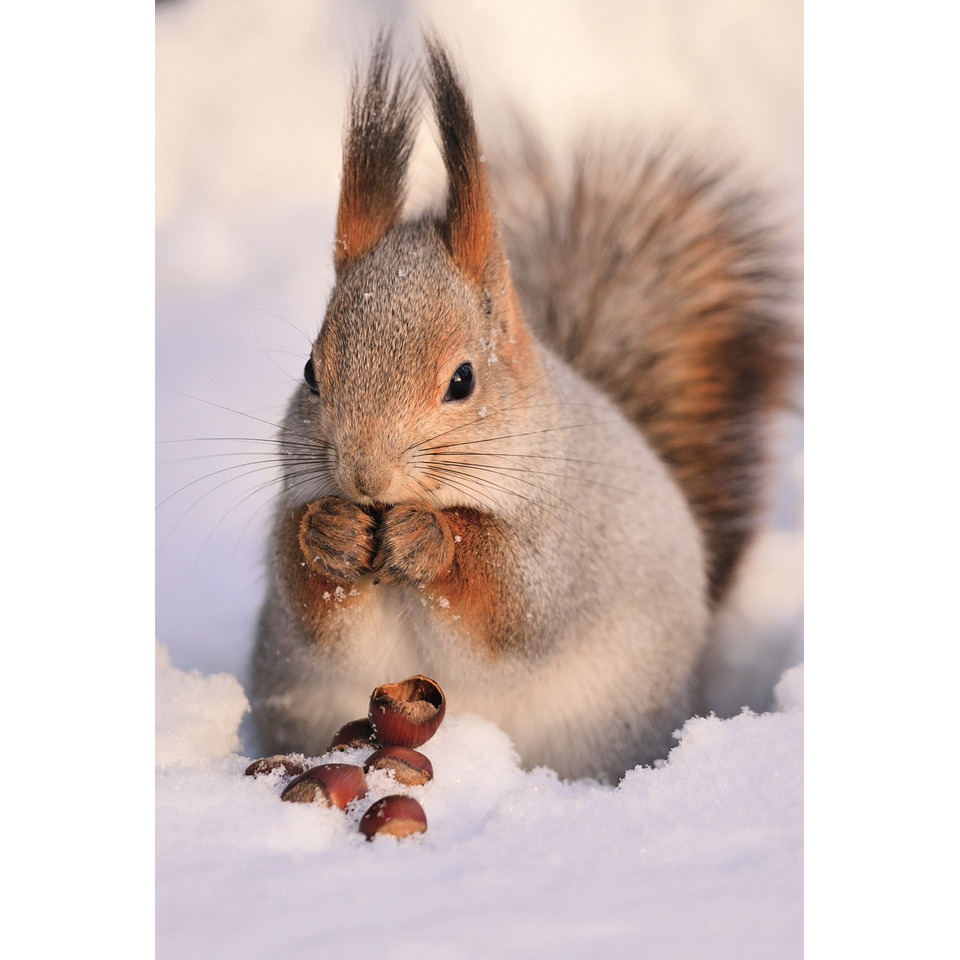Tier, Säugetier, Ratte, Nagetier, Eichhörnchen, Tier, Säugetier, Ratte, Nagetier, Tier, Säugetier, Ratte, Nagetier