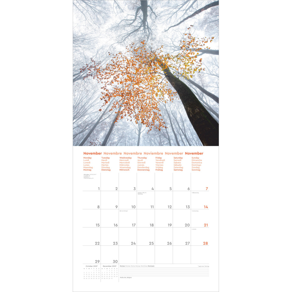 Kalender, Wandkalender, Wald, orange Blätter, November Kalender
