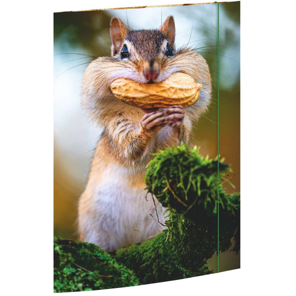 Eichhörnchen, Nuss, Nussknacker, Wald, Moos