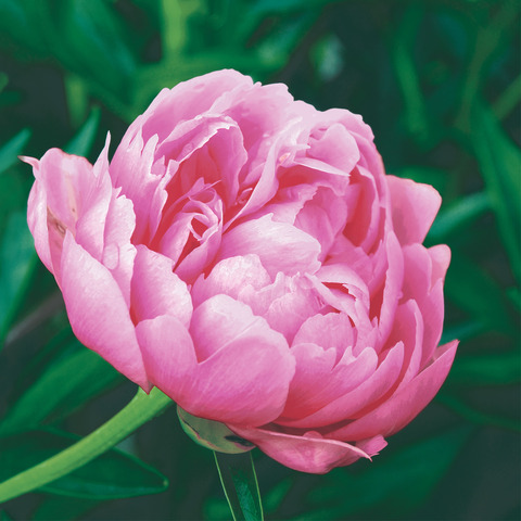 Blume, Rose, Nelke, Blütenblatt, Pfingstrose