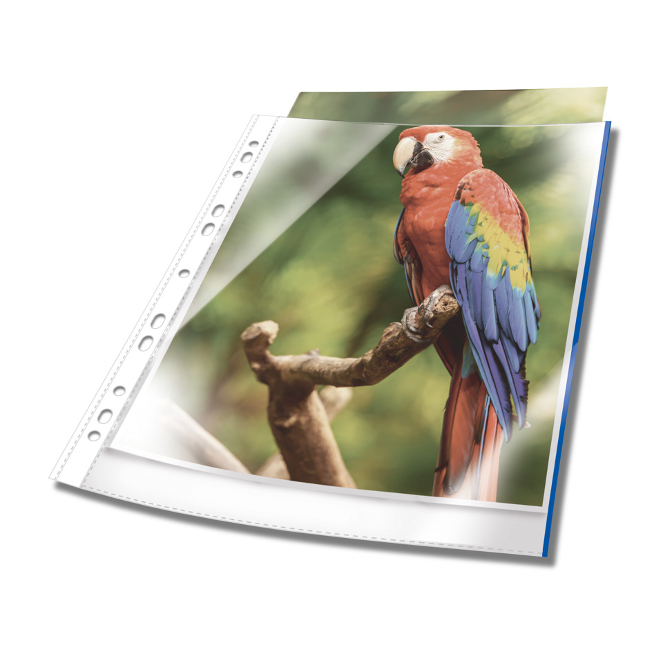 Papagei, Papageienbild, Vogel, Farbe, Sichtbares Merkmal