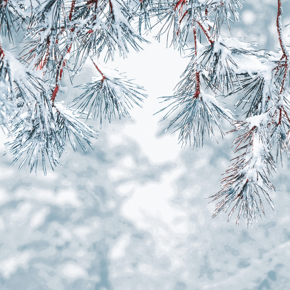 Natur, Im Freien, Wetter, Baum, Eis, Natur, Im Freien, Wetter, Eis, Baum, Eis, Natur, Im Freien, Wetter, Baum