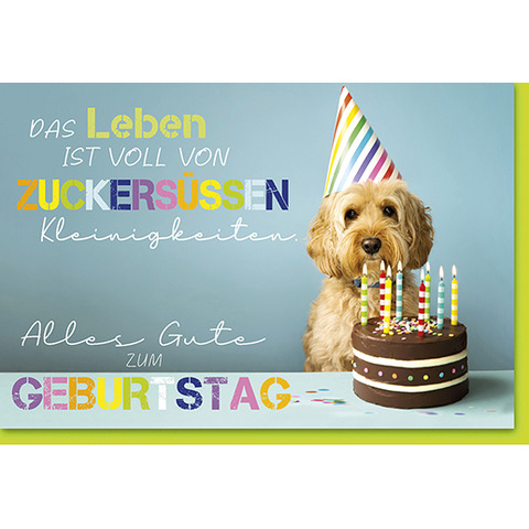 Hut, Leute, Geburtstagstorte, Torte, Hund