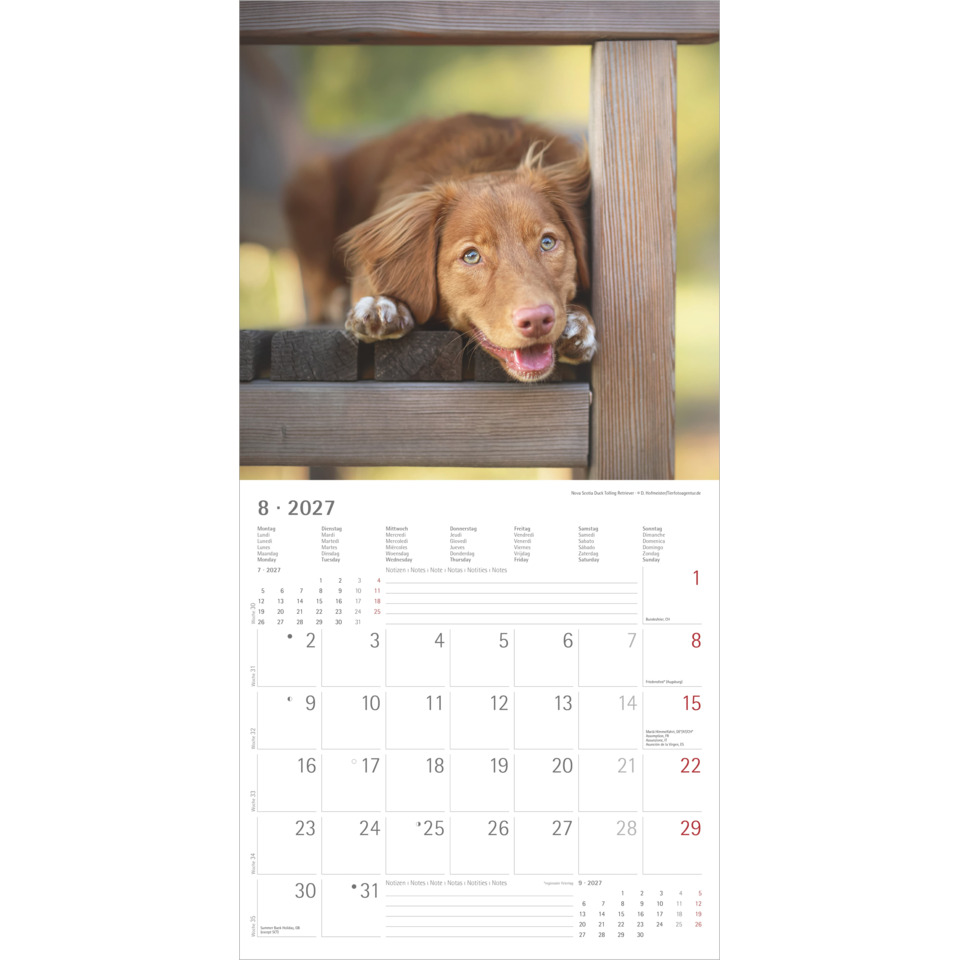 hund, welpe, braun, holzboden, kalender