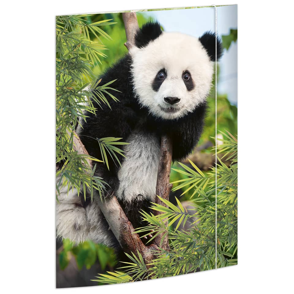 Tier, Bär, Großer Panda, Säugetier, Tierwelt