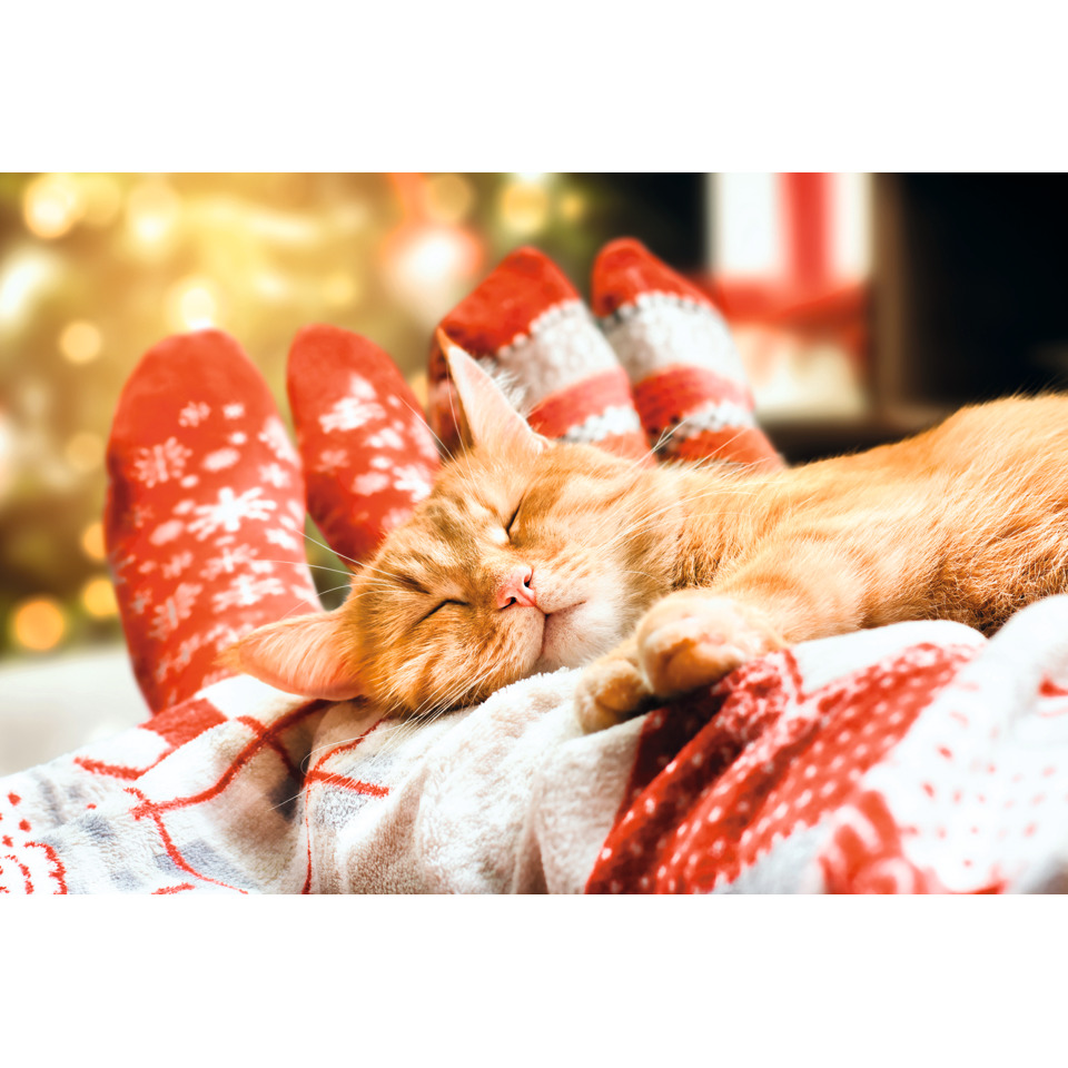 Katzenfoto, Kissen, Schnurren, Winterkluft, Kuschelmomente