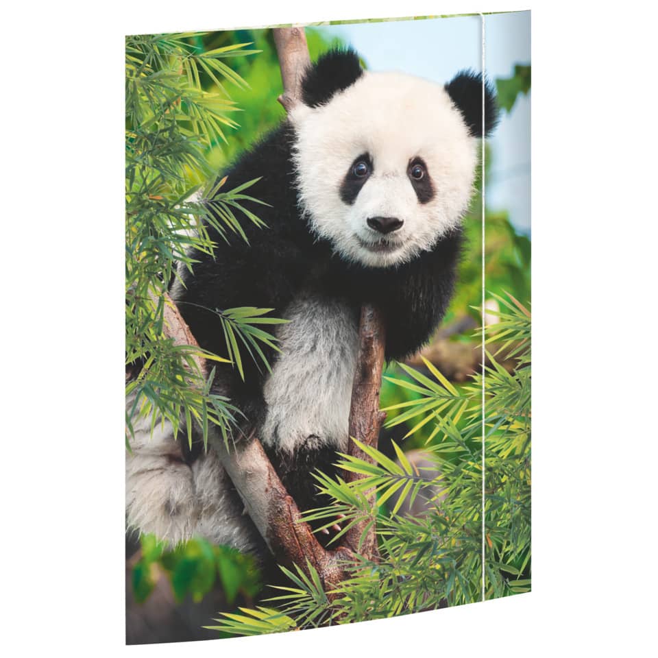 panda, teddy, plush, bamboo, wandbild
