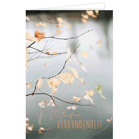 Blatt, Pflanze, Baum