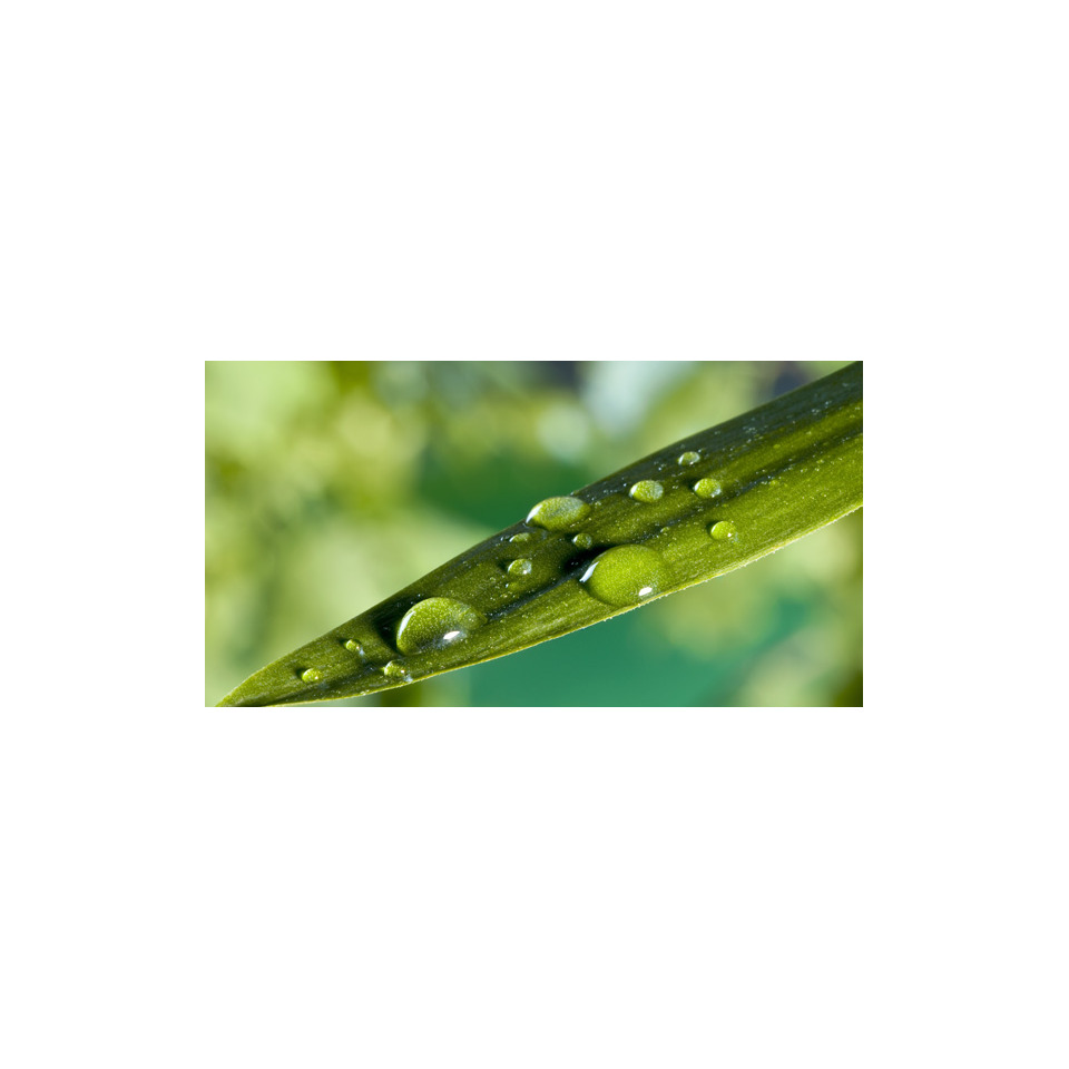 blatt, tropfen, grün, blattoberfläche, glanz