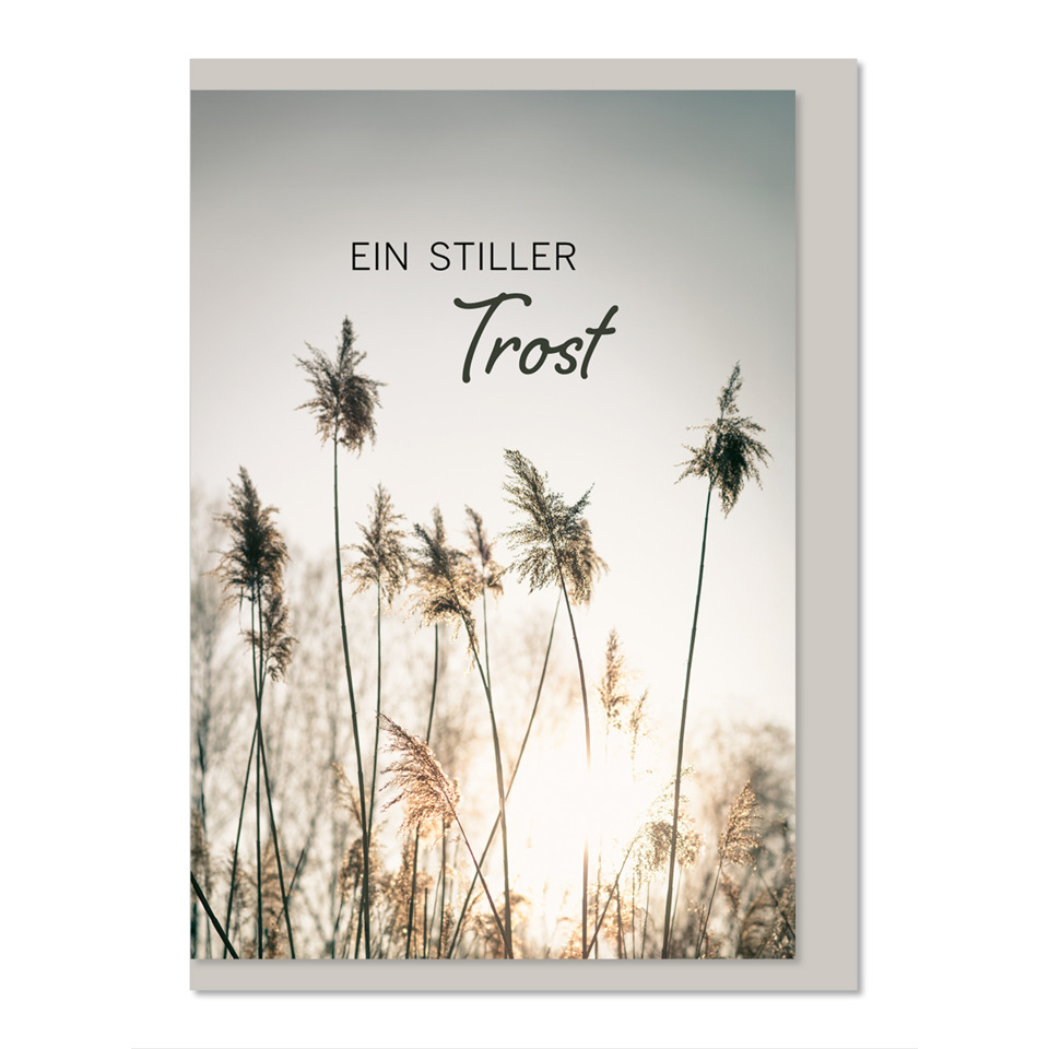 Pflanze, Schilf, Gras