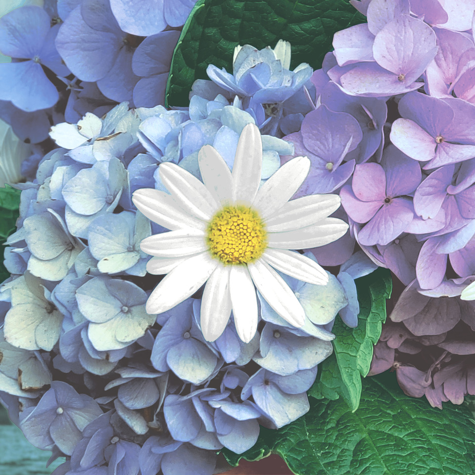 Blume, Blütenblatt, Geranie, Gänseblümchen, Anemone