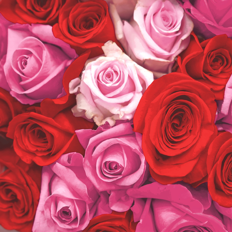 rosen, blumen, roten rose, pink rose, rosenstrauß