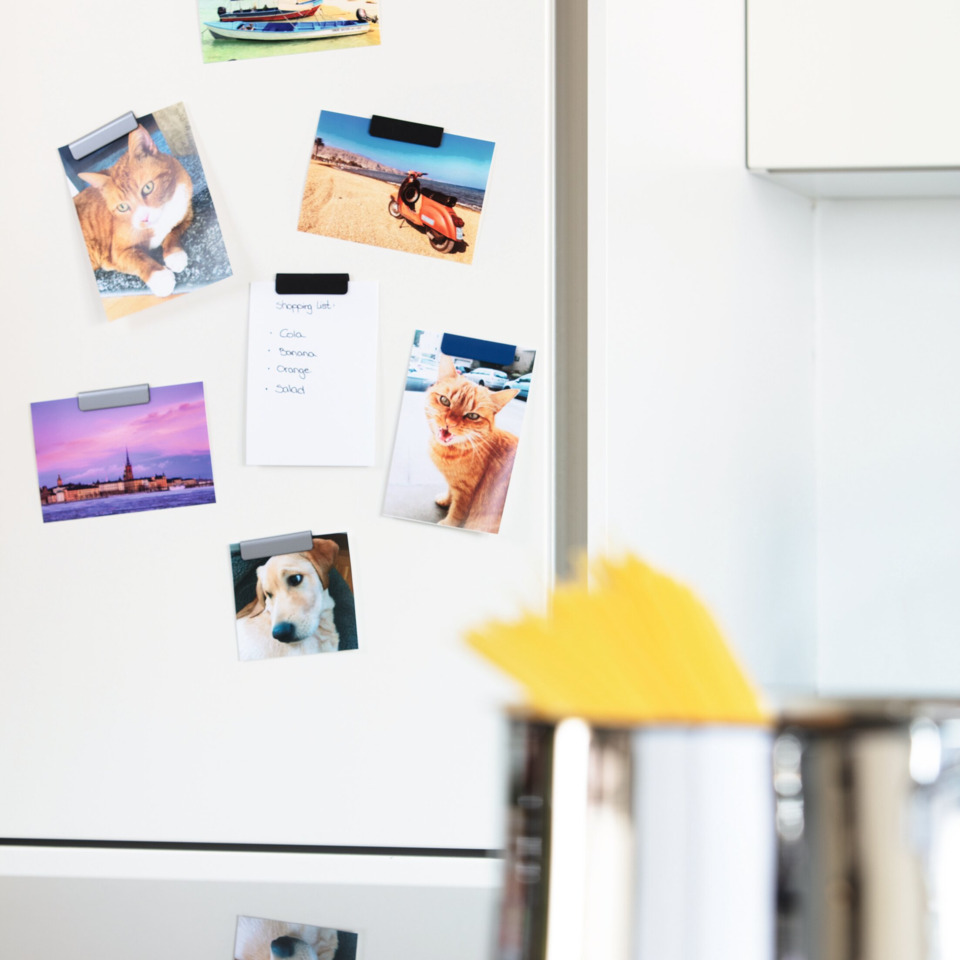 refrigerator, photos, katze, hund, notizen
