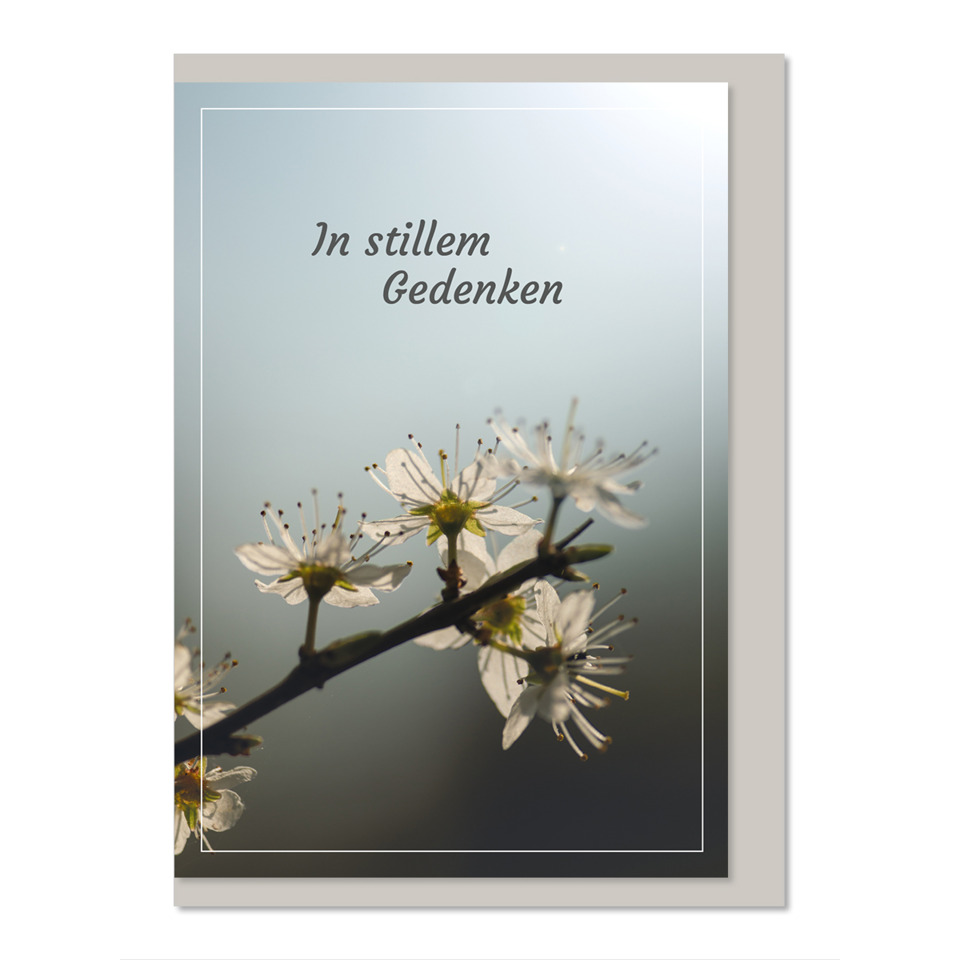 Blütenzweig, weiße Blüten, Frühlingsblumen, Ast mit Blüten, Fotografie