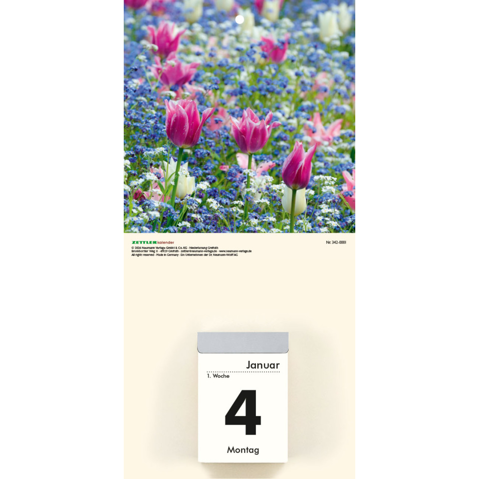 Tulpe, Blumenwiese, Gartenpflanze, Frühjahrsblumen, Kalenderbild