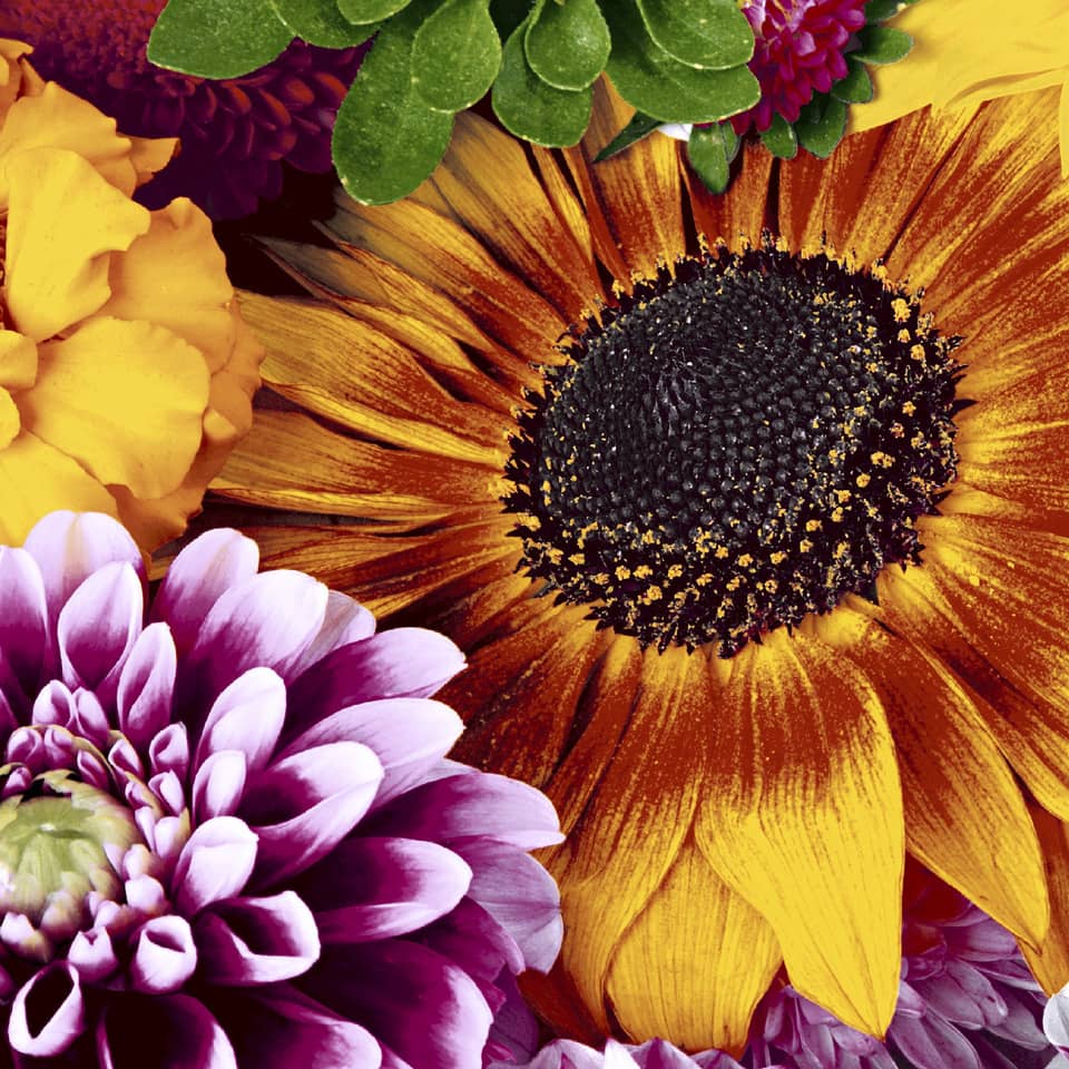 blumen, sonnenblume, farbpalette, gartenpflanze, blütenarrangement