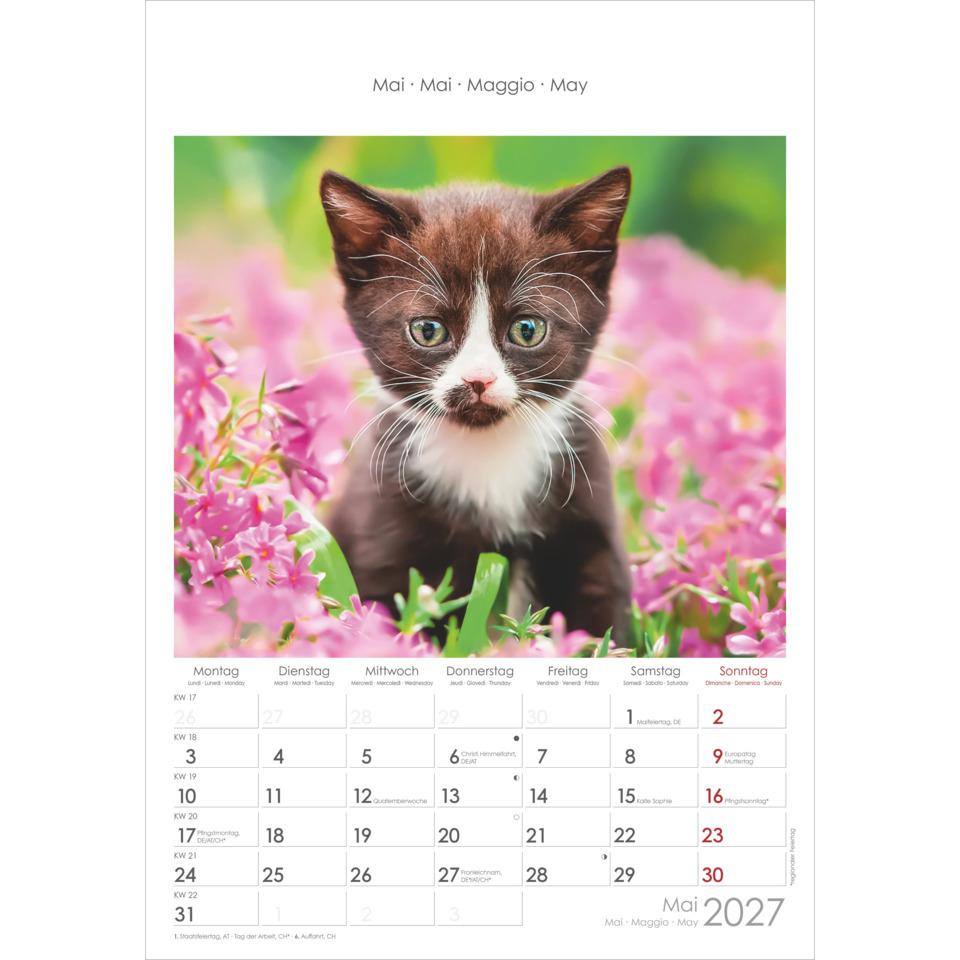 Katzenfoto, Kalenderbild, Katzel, Pinke Blumen, Jahr 2027