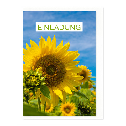 Blume, Pflanze, Sonnenblume