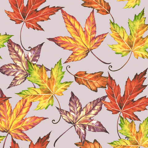 Blatt, Pflanze, Baum, Ahorn, Blatt, Pflanze, Baum, Ahorn