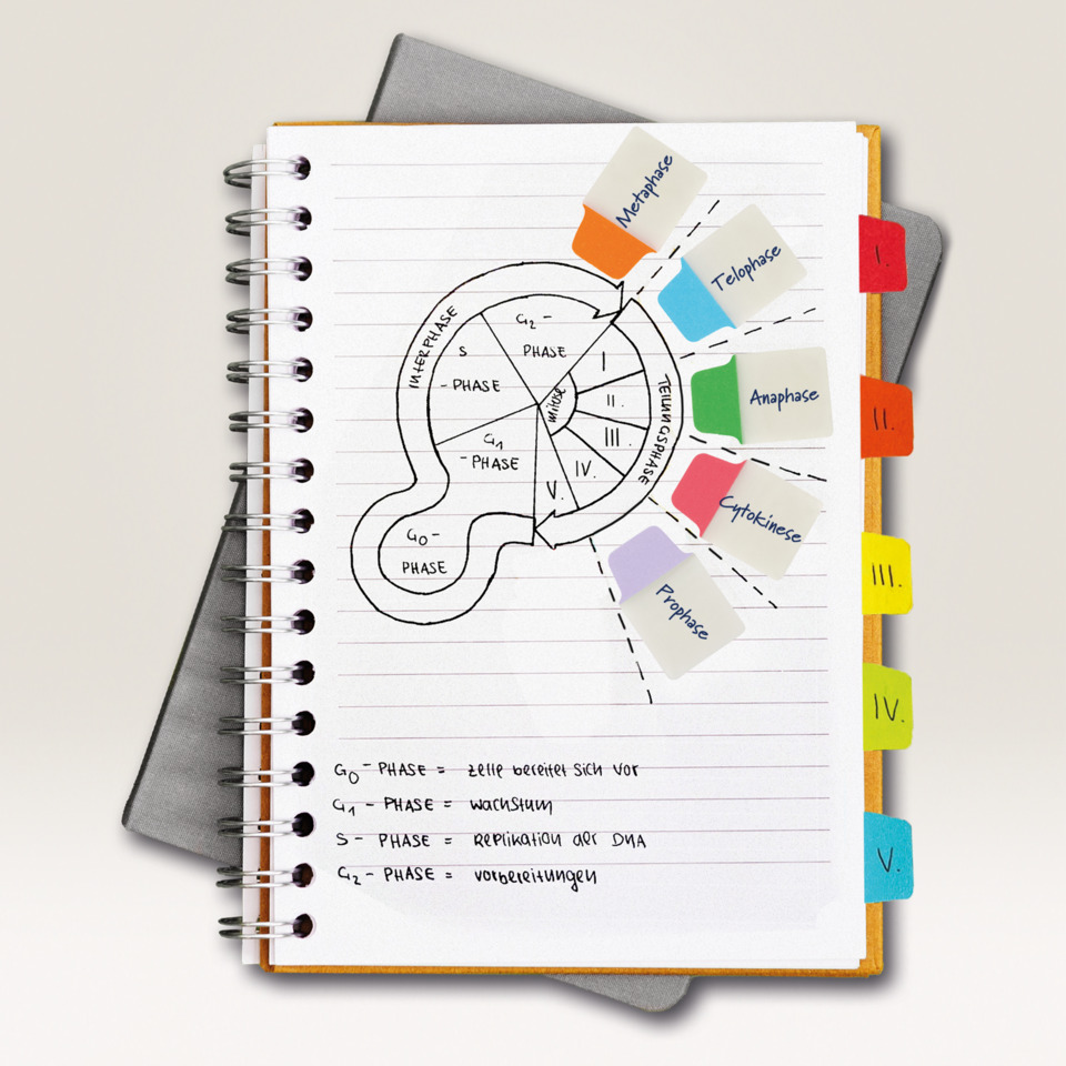 Notebook, Brain diagram, Notizbuch, Geisteswissenschaft, Liniertes Papier