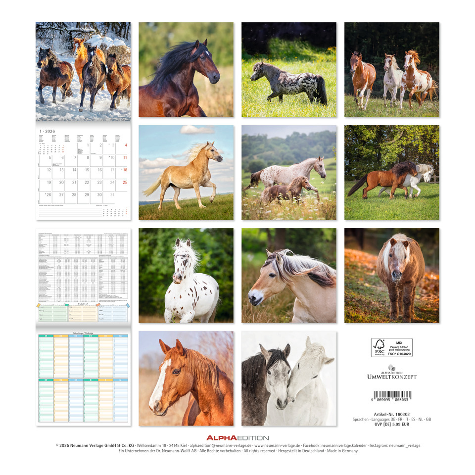 Feld, Grünland, Weide, Colt Horse, Pferd