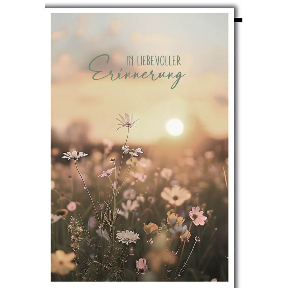 field, flowers, sunset, meadow, daisy