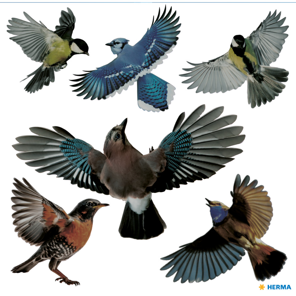 Vögel, Vogelarten, Schwalben, Artenvielfalt, Tierbilder