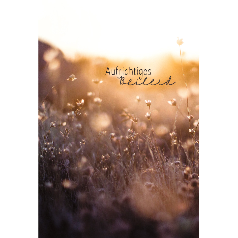 Feld, Wiese, Sonnenuntergang, unscharf, Text