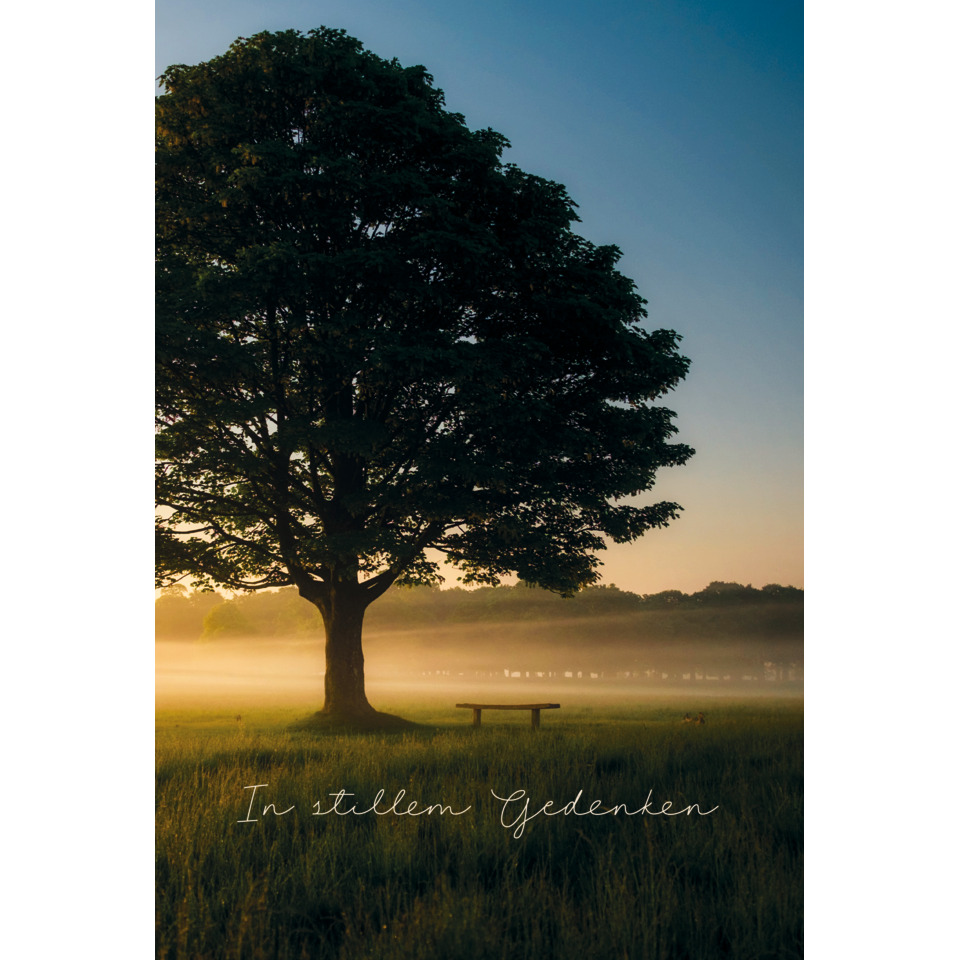 Baum, Bank, Wiese, Nebel, Sonnenaufgang