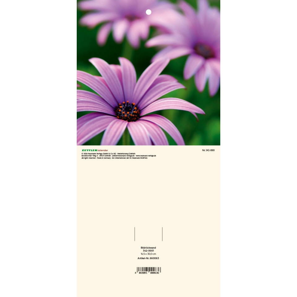 purple flower, daisy, petals, makro, lila pink