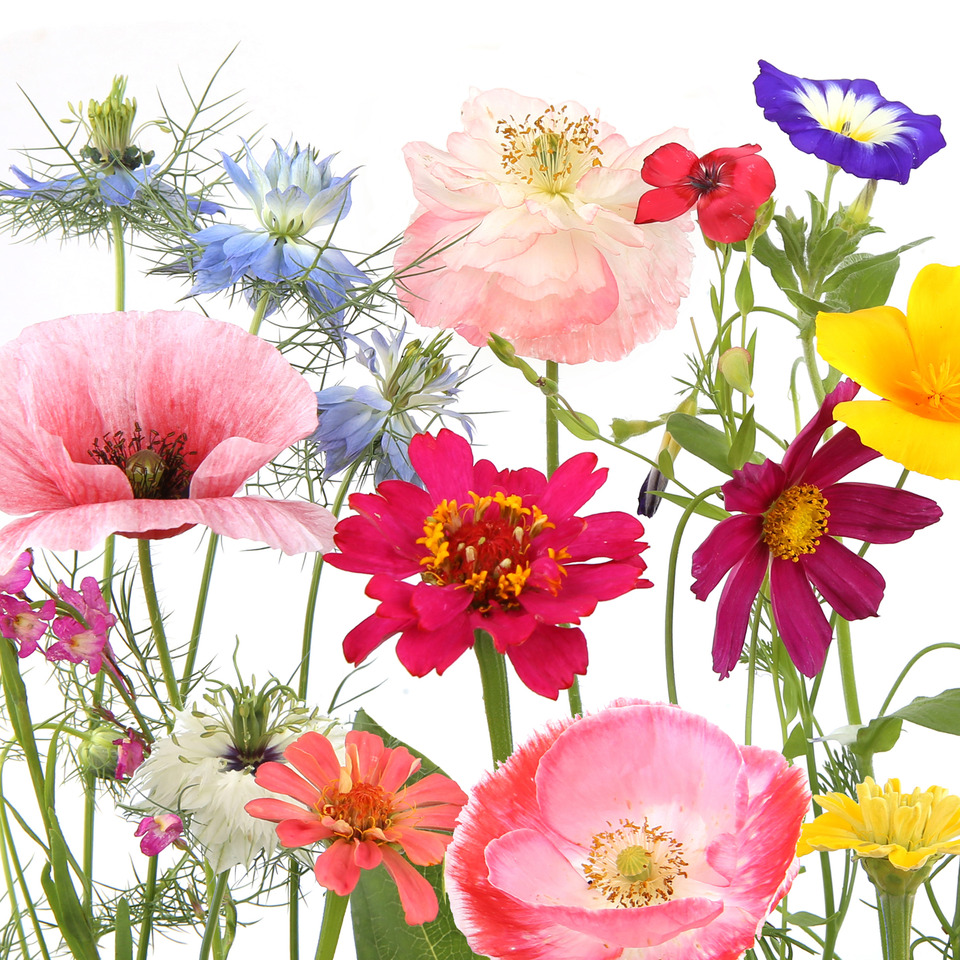 blumen, wildblumen, blüten, mohnblumen, bunte blumen