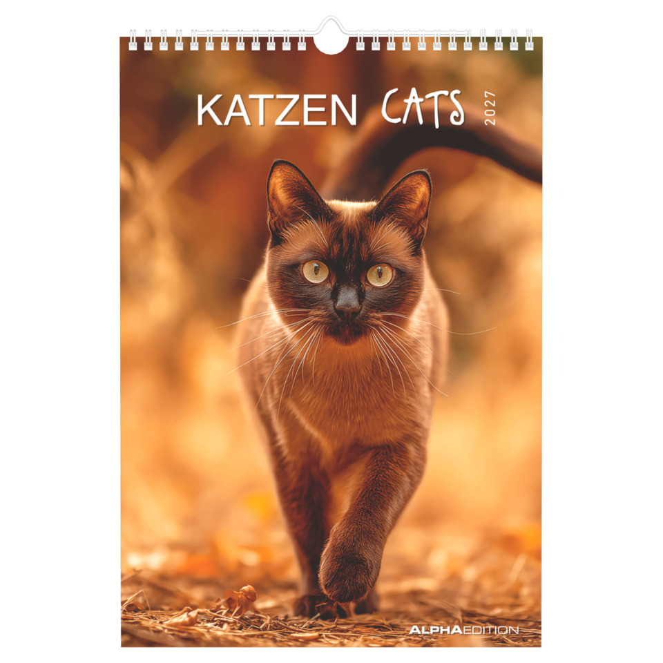 Katze, Katzenkalender, Samtig, braun, Augen