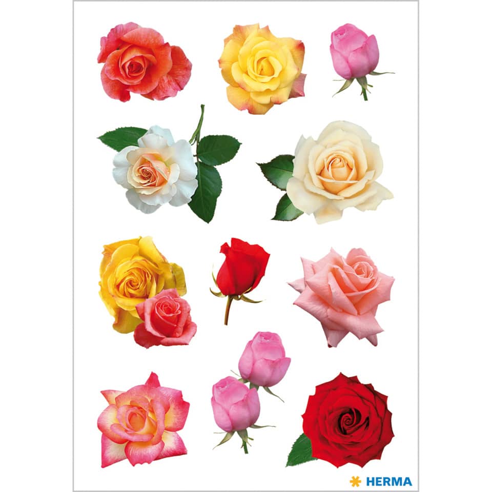 Rose, Rosen, Blumen, Blüten, Rosa