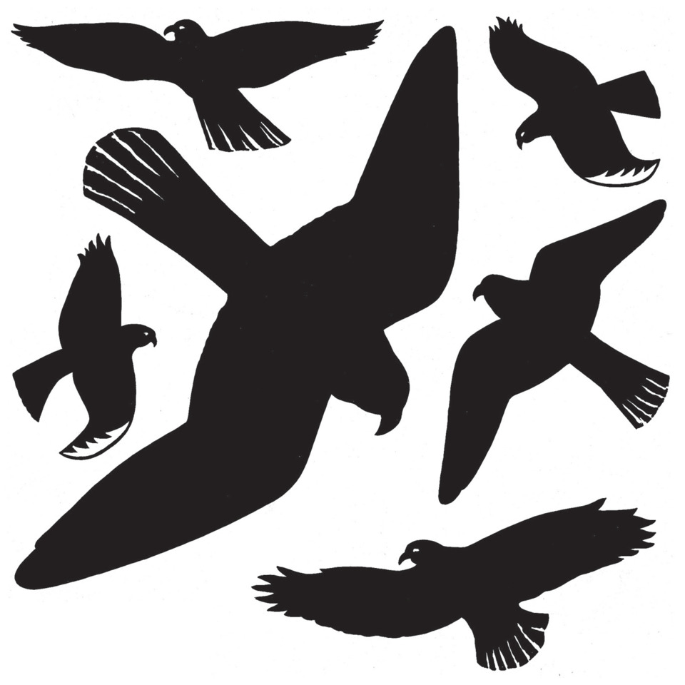 Vogelflug, Siluette, Vögel, Flugvögel, Tierbild
