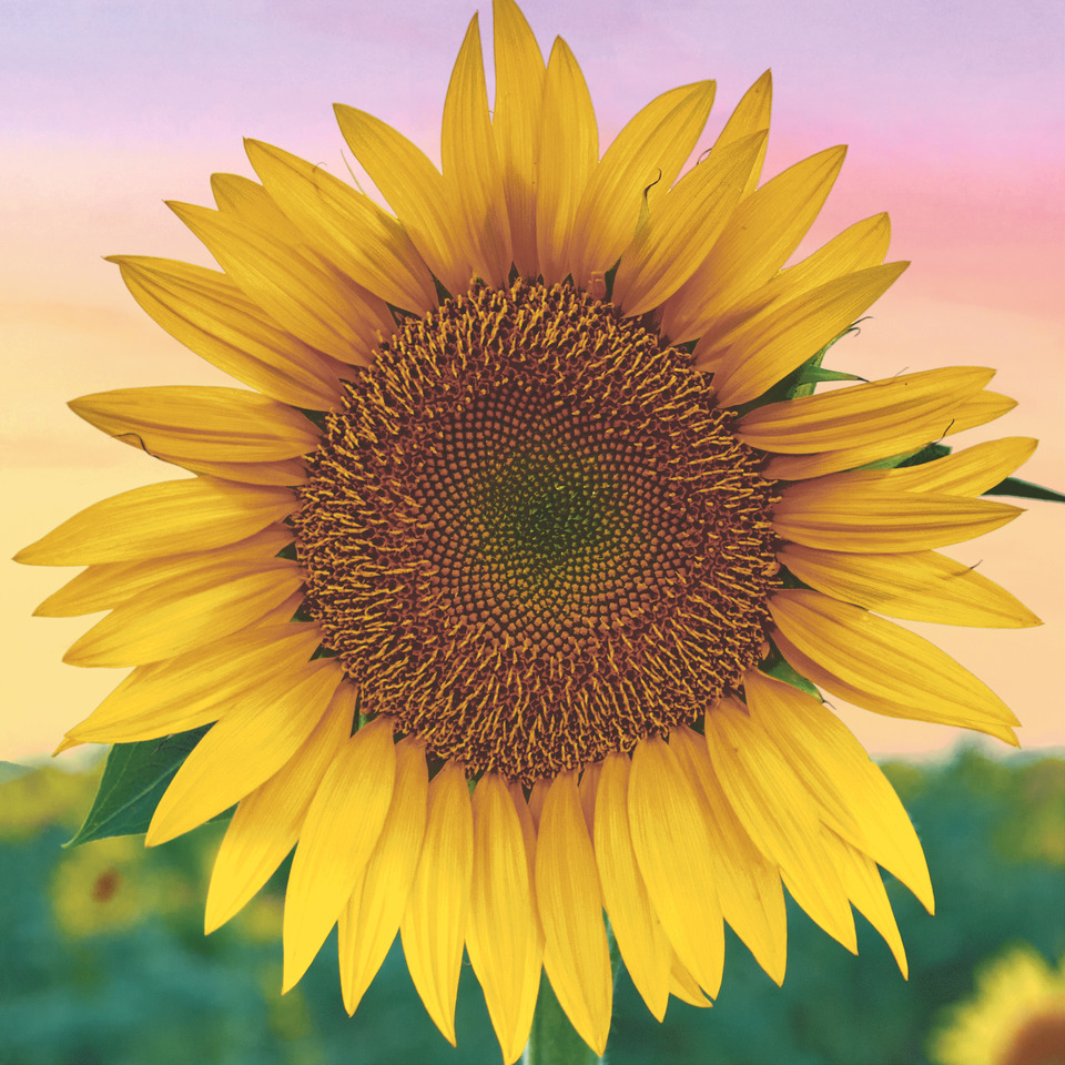 Blume, Pflanze, Sonnenblume, Blume, Pflanze, Sonnenblume