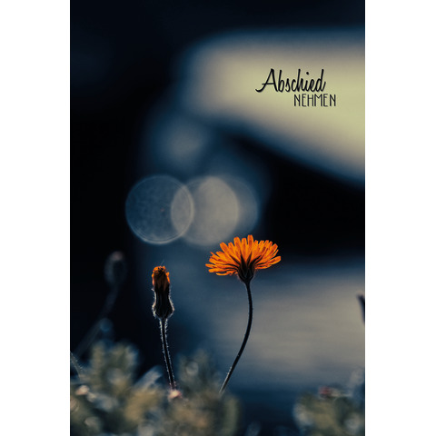 Knospe, Blume, Blütenblatt, Gänseblümchen, Eine andere