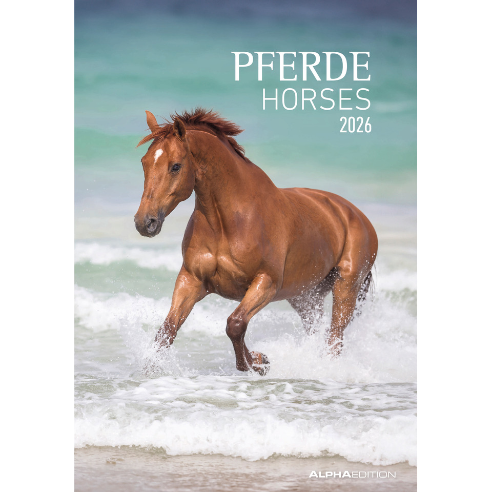 Tier, Pferd, Säugetier, Hengst, Colt Horse